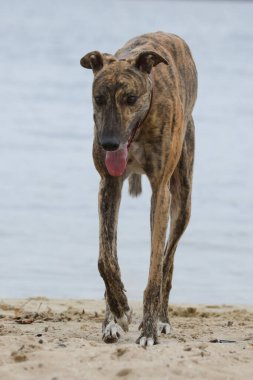 Şirin bir tazı köpeği. Tazı doğa arka planında