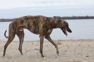 Şirin bir tazı köpeği. Tazı doğa arka planında