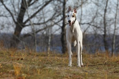 Şirin bir tazı köpeği. Tazı doğa arka planında