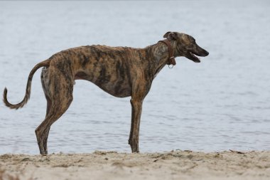 Şirin bir tazı köpeği. Tazı doğa arka planında