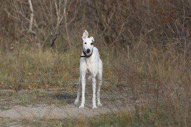 Şirin bir tazı köpeği. Tazı doğa arka planında