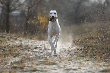 Şirin bir tazı köpeği. Tazı doğa arka planında