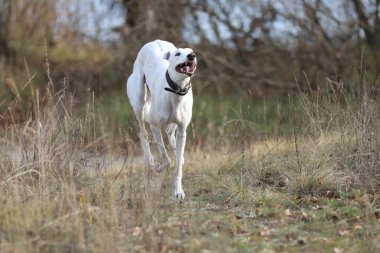 Şirin bir tazı köpeği. Tazı doğa arka planında