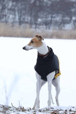 Köpek kürklü sevimli tazı köpeği. Tazı doğa arka planında