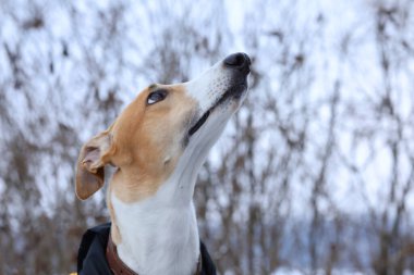 Dışarıdaki tazı köpeğinin portresi. Tazı doğa arka planında