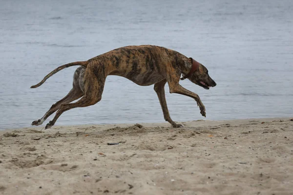 Ενεργό Greyhounds Εξωτερική Κατά Διάρκεια Των Αθλητικών Αγώνων Coursing — Φωτογραφία Αρχείου