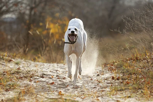Cute Greyhound Dog Outdoor Greyhound Nature Background — Stock Photo, Image