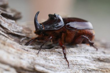 Avrupalı gergedan böceği doğada. Bahçede yaşayan böcek