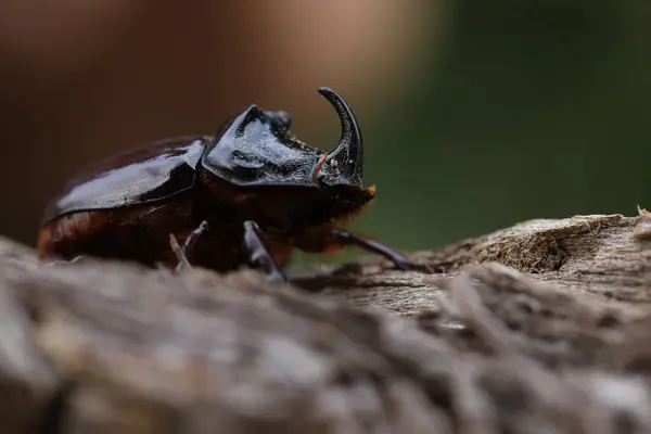 European Rhinoceros Beetle Nature Live Insect Garden — Stock Photo, Image