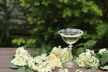 Elderflower likörüyle bir bardak şampanya. Doğal arka planda beyaz yaşlı çiçeklerle süslenmiş.
