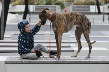 Çocuk dışarıda köpekle geziyor. Büyük sevimli tazı köpeği, küçük çocukla yürüyor.