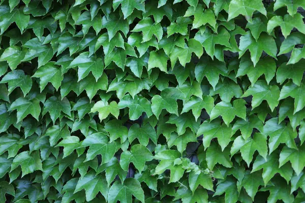 Grenn sarmaşığı arka planda kalır. Bahçedeki yeşil duvar