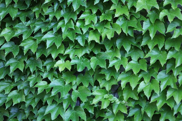 Grenn Sarmaşığı Arka Planda Kalır Bahçedeki Yeşil Duvar Telifsiz Stok Imajlar