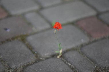 Küçük yalnız kırmızı gelincik, kaldırım taşlarında izole edilmiş.