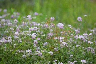 Yazın çayırdaki vahşi pembe çiçeklerin deseni