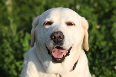 Dışarıdaki labrador av köpeğinin portresi. Yaz bahçesinde çimenli bir köpek