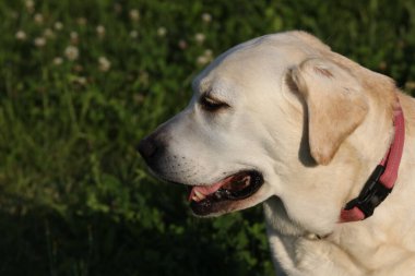 Dışarıdaki labrador av köpeğinin portresi. Yaz bahçesinde çimenli bir köpek