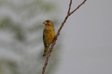 Avrupa yeşil ispinozu Bahçedeki ağaç dalında genç kuş