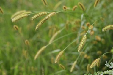 Yaz bahçesinde yeşil çimen deseni