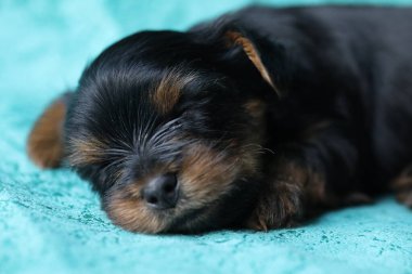 Yorkshire Teriyeri köpeği mavi arka planda uyuyor.