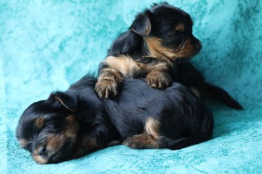 Yorkshire Teriyeri köpeği mavi arka planda uyuyor.