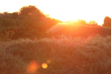 Önünde bir ağaç ve ufuk çizgisi olan bir gün batımı.