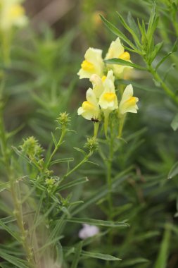 Bahçedeki çimlerin üzerinde yaygın sarı toadflax çiçekleri
