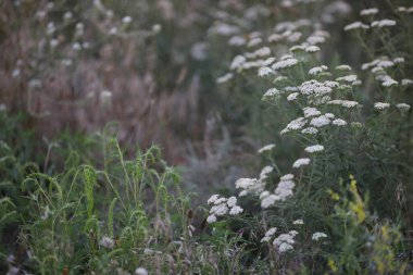 Yazın çayırdaki yabani beyaz çiçeklerin deseni. Boşluğu kopyala