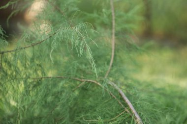 Yazlık bahçede yeşil çimen ve dalların desenleri.