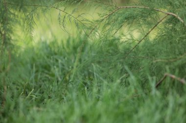 Yazlık bahçede yeşil çimen ve dalların desenleri.