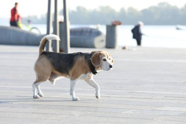 Yaşlı av köpeği yazın parkta yürüyor.
