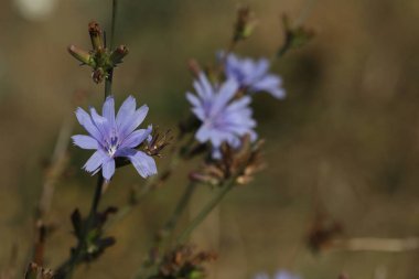 Yazın çayırda mavi hindiba çiçekleri deseni