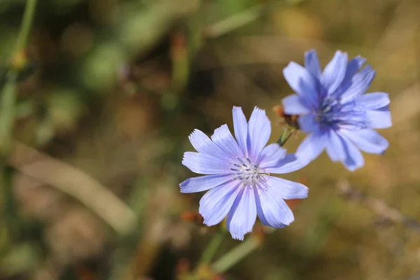Yazın çayırda mavi hindiba çiçekleri deseni