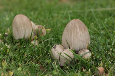 Sonbahar bahçesinde çimlerde büyük mürekkep mantarları