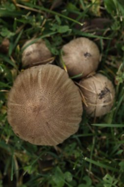 Sonbahar bahçesinde çimlerde büyük mürekkep mantarları