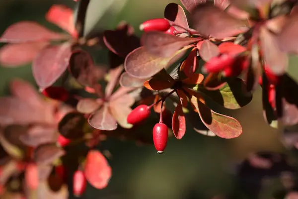 Berberis thunbergii. Berries on the branch 