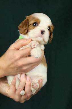 Şirin küçük şövalye kral Charles Spaniel köpek yavrusu avuçlarında