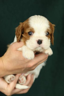 Şirin küçük şövalye kral Charles Spaniel köpek yavrusu avuçlarında