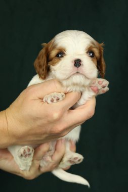 Şirin küçük şövalye kral Charles Spaniel köpek yavrusu avuçlarında