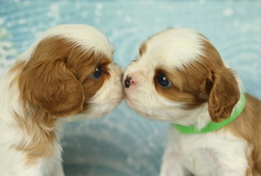 Şirin süvari Kral Charles mavi arka planda köpek yavrusu