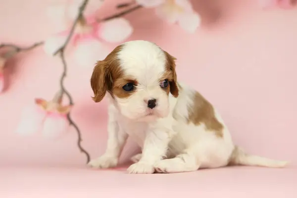 stock image Cute cavalier King Charles spaniel puppy on pink background