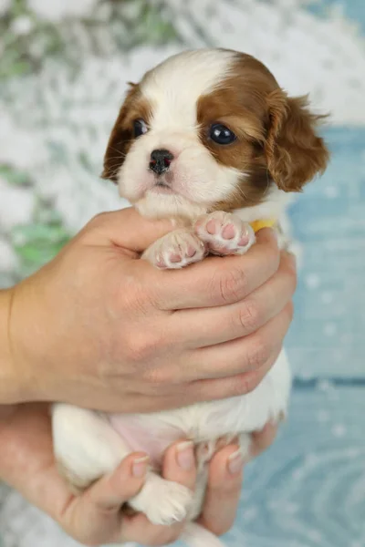 Şirin süvari Kral Charles mavi arka planda köpek yavrusu
