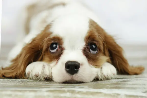 Hoş süvari Kral Charles, parlak arka planda köpek yavrusu.