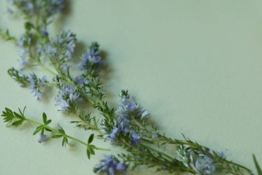 Açık yeşil arkaplanda fotokopi alanı olan açık mavi botanik çerçeve. Çiçek arka planı 