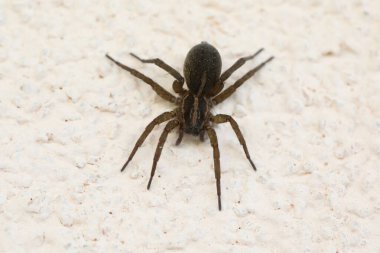 Duvardaki büyük kahverengi kurt örümceği. Örümcek Makro fotoğrafı