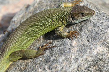 Yaz bahçesinde yeşil kertenkele lacerta viridis. Küçük sürüngen açık havada.