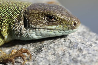 Yaz bahçesinde yeşil kertenkele lacerta viridis. Küçük sürüngen açık havada.