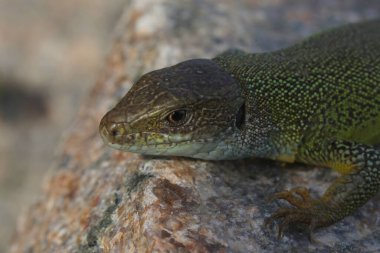 Yaz bahçesinde yeşil kertenkele lacerta viridis. Küçük sürüngen açık havada.