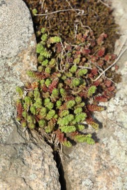 Sedum plant on the stone with moss in spring time clipart