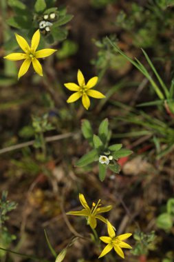 Çimenlerdeki ilk küçük bahar çiçeği. Doğada yabani çiçekler.